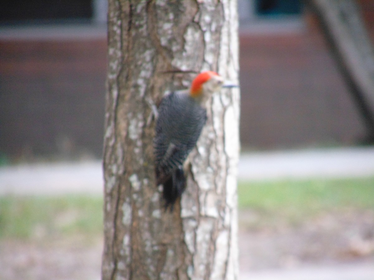 Golden-fronted Woodpecker - ML91398811