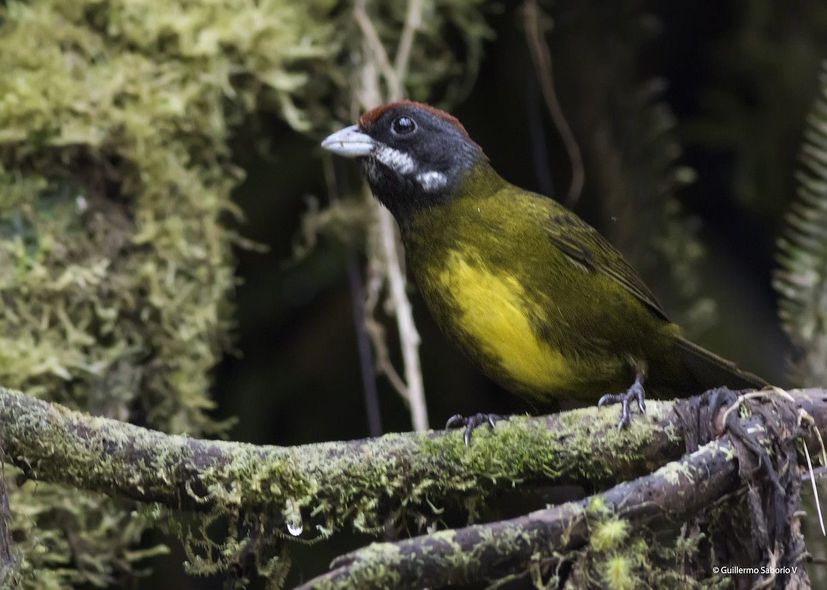 Sooty-faced Finch - ML91401951