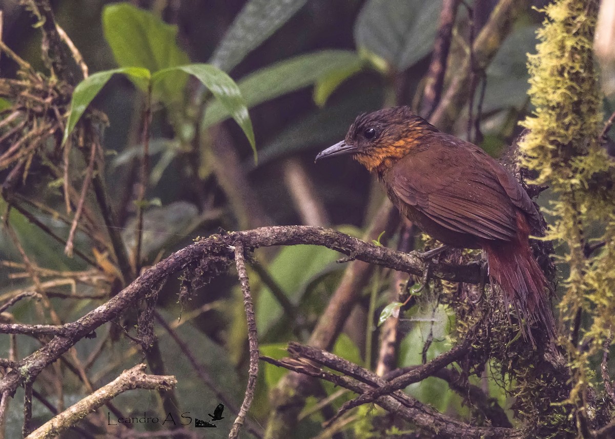 Streak-breasted Treehunter - ML91403861