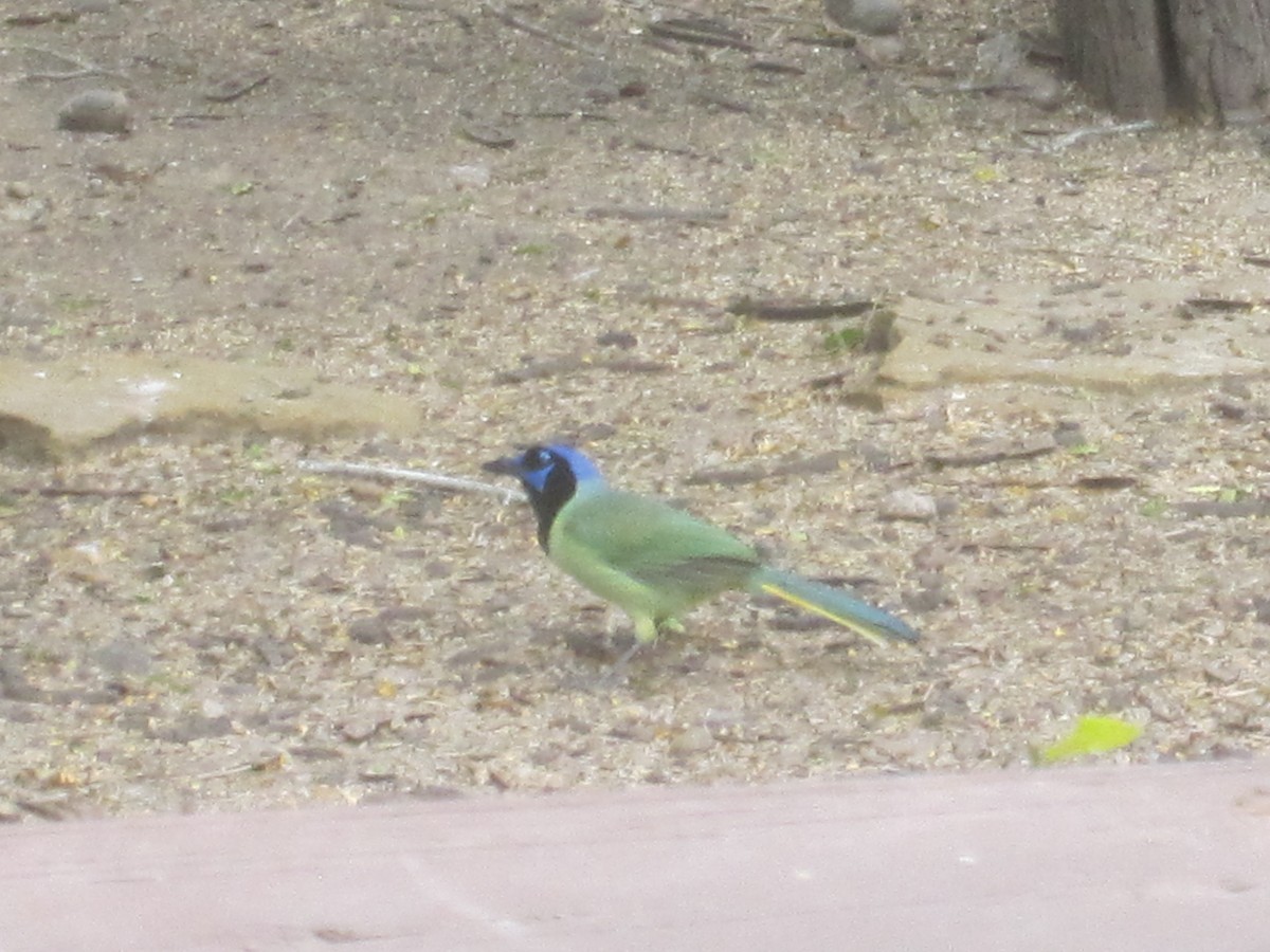 Green Jay - ML91405741