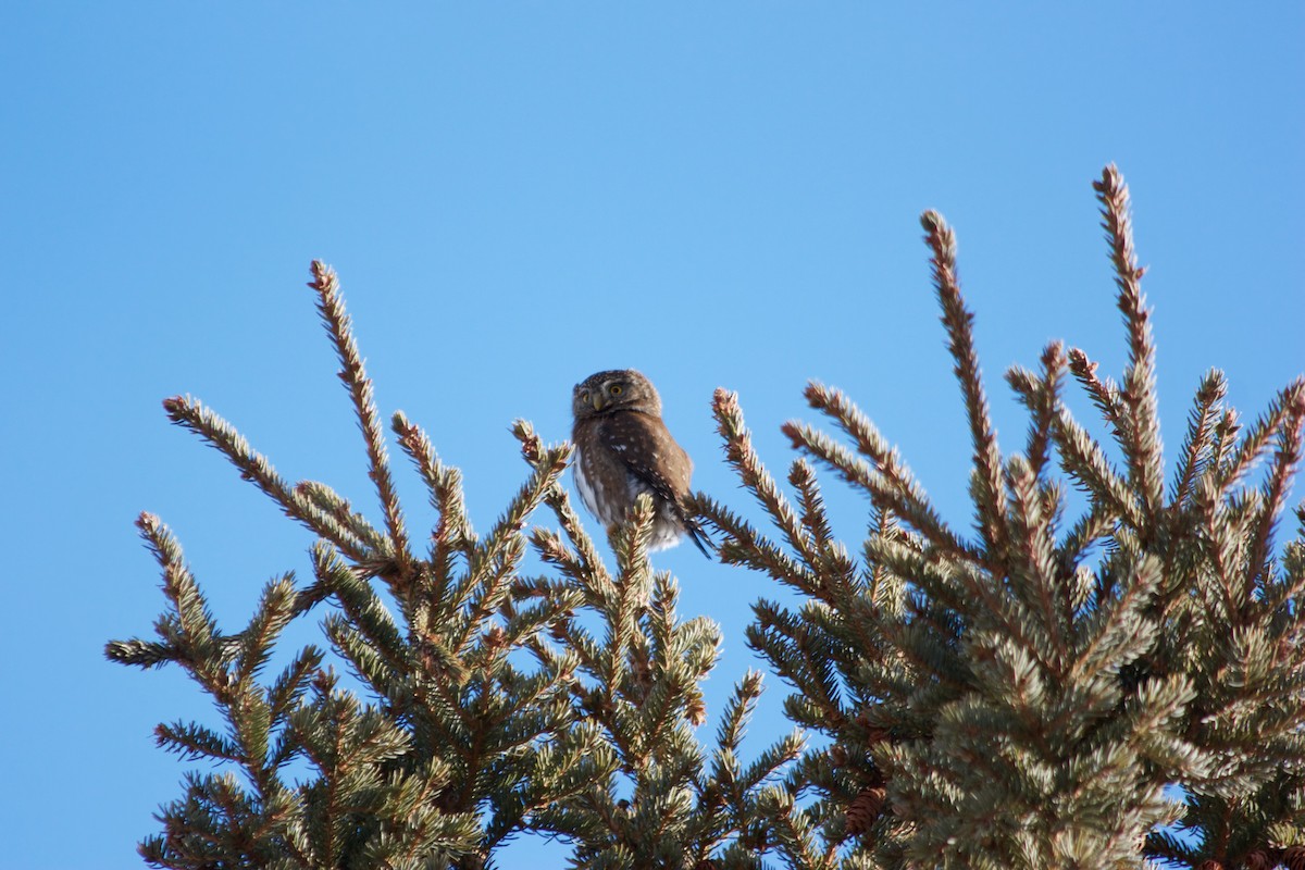 Northern Pygmy-Owl - ML91408051