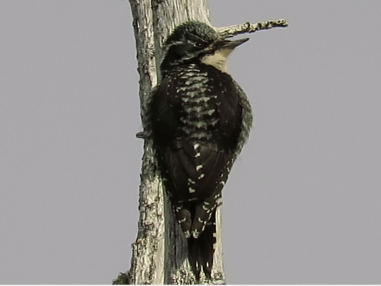 American Three-toed Woodpecker - ML91408321