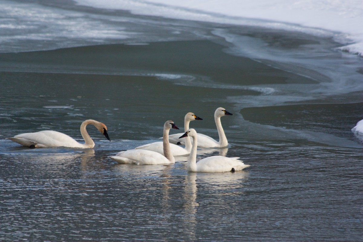 Tundra Swan - Sarah Cunningham