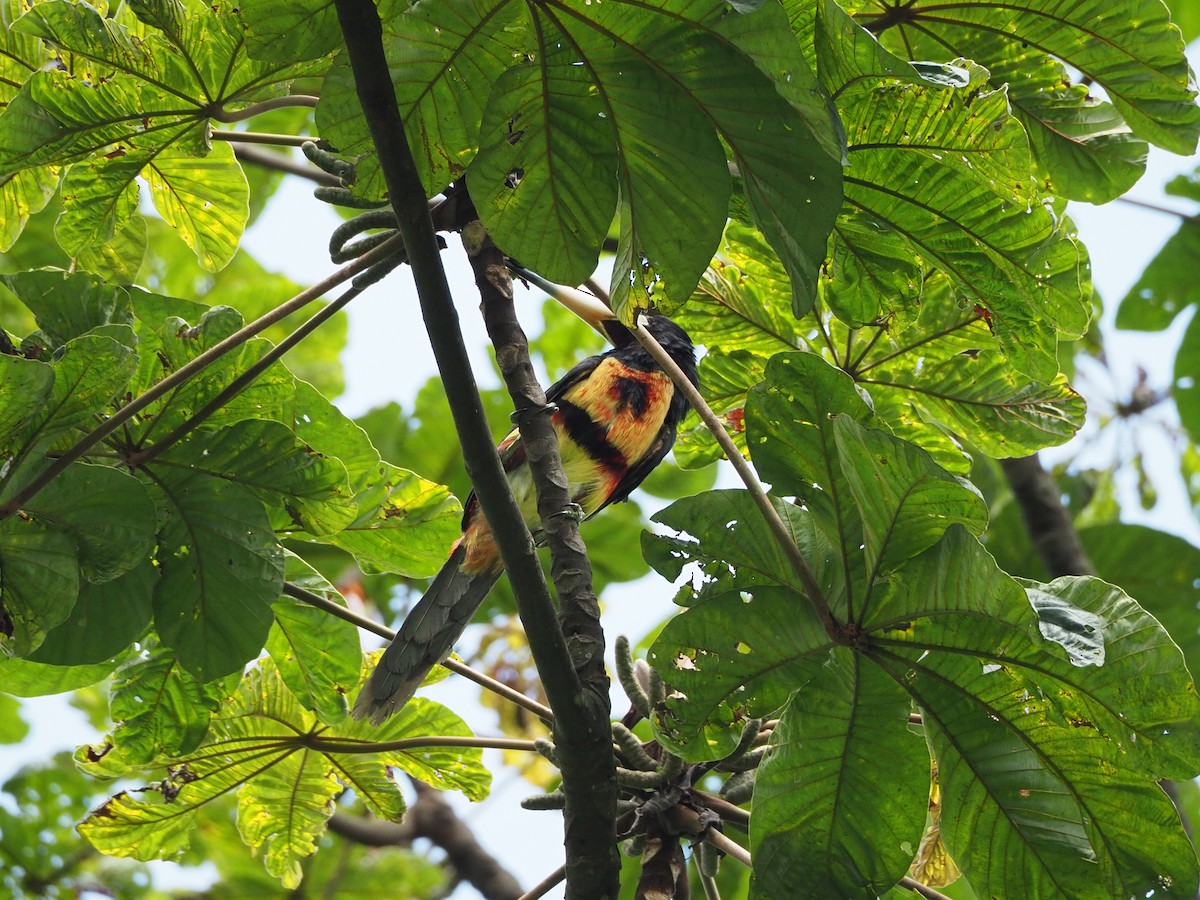 arassari pestrý (ssp. erythropygius) - ML91409661