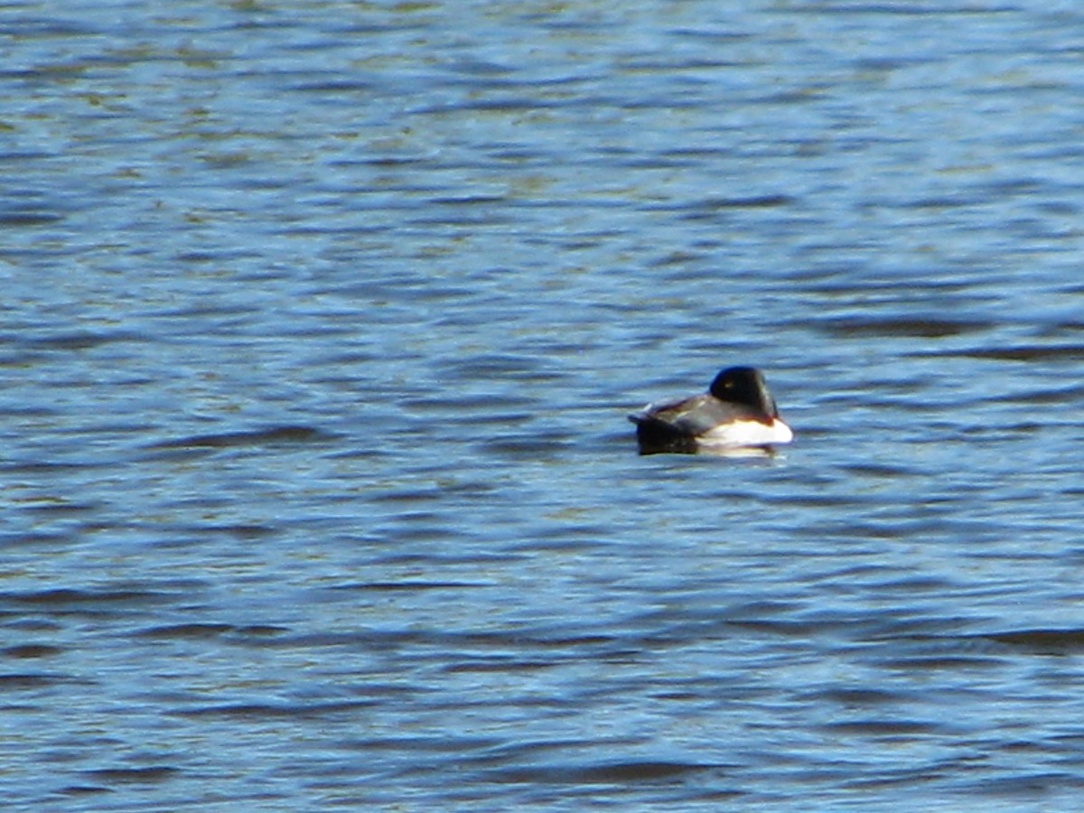 Ring-necked Duck - ML91409961