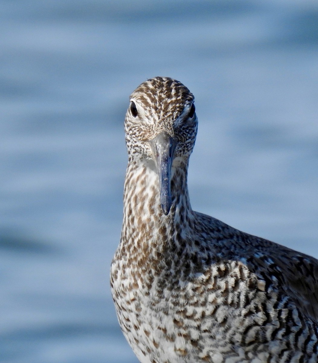 Willet - ML91410381