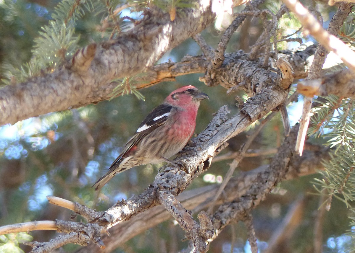 White-winged Crossbill - ML91410691