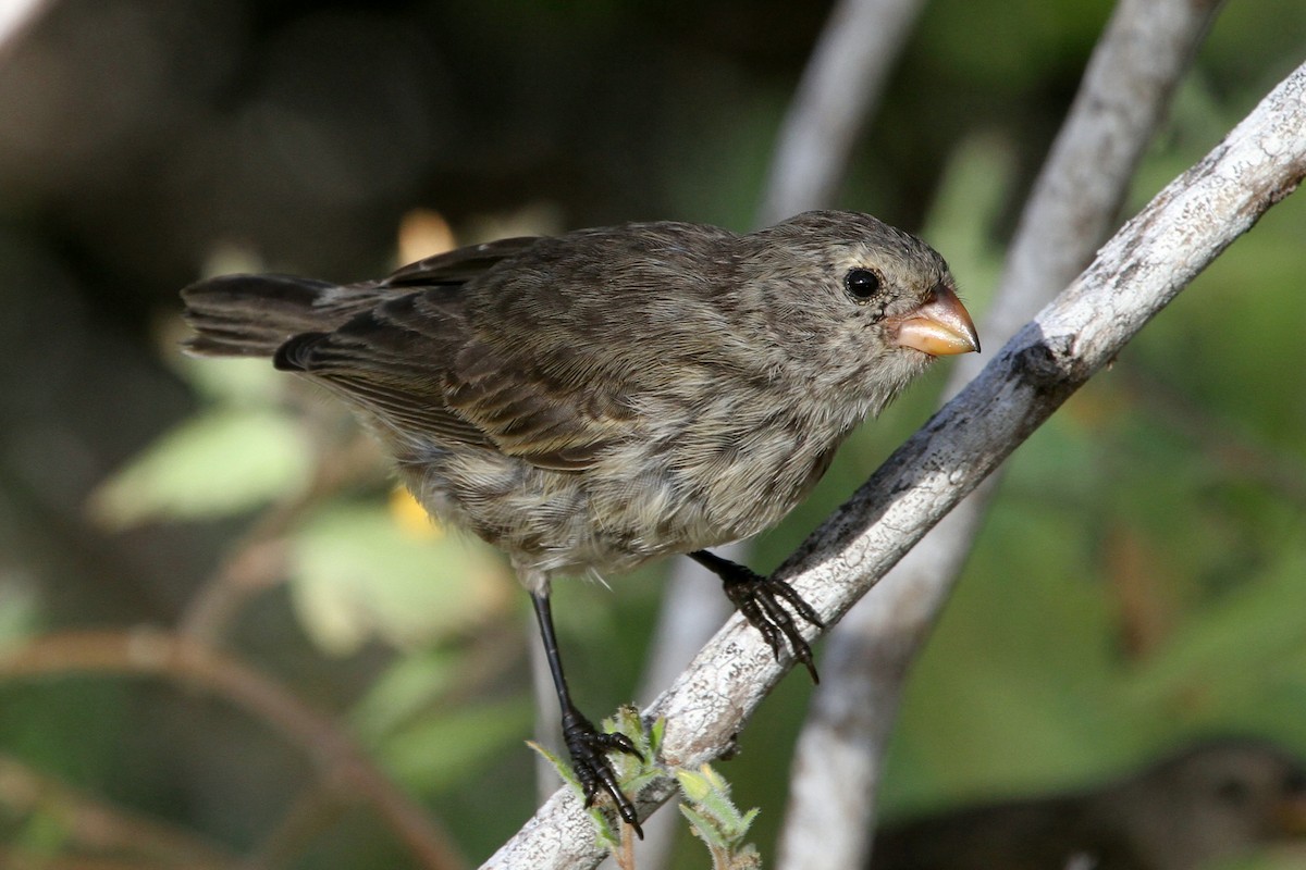 Small Tree-Finch - Stephen Gast