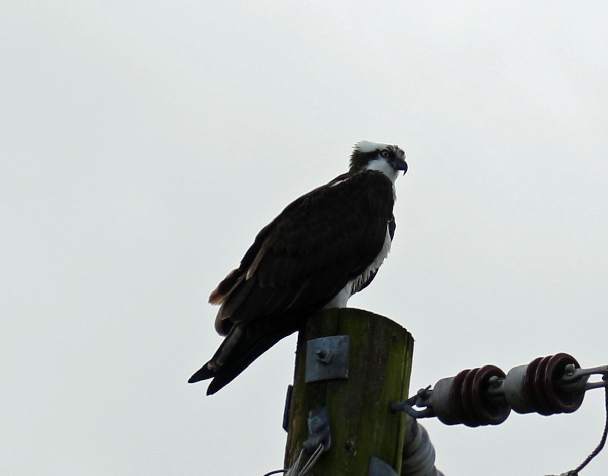 Águila Pescadora - ML91411731