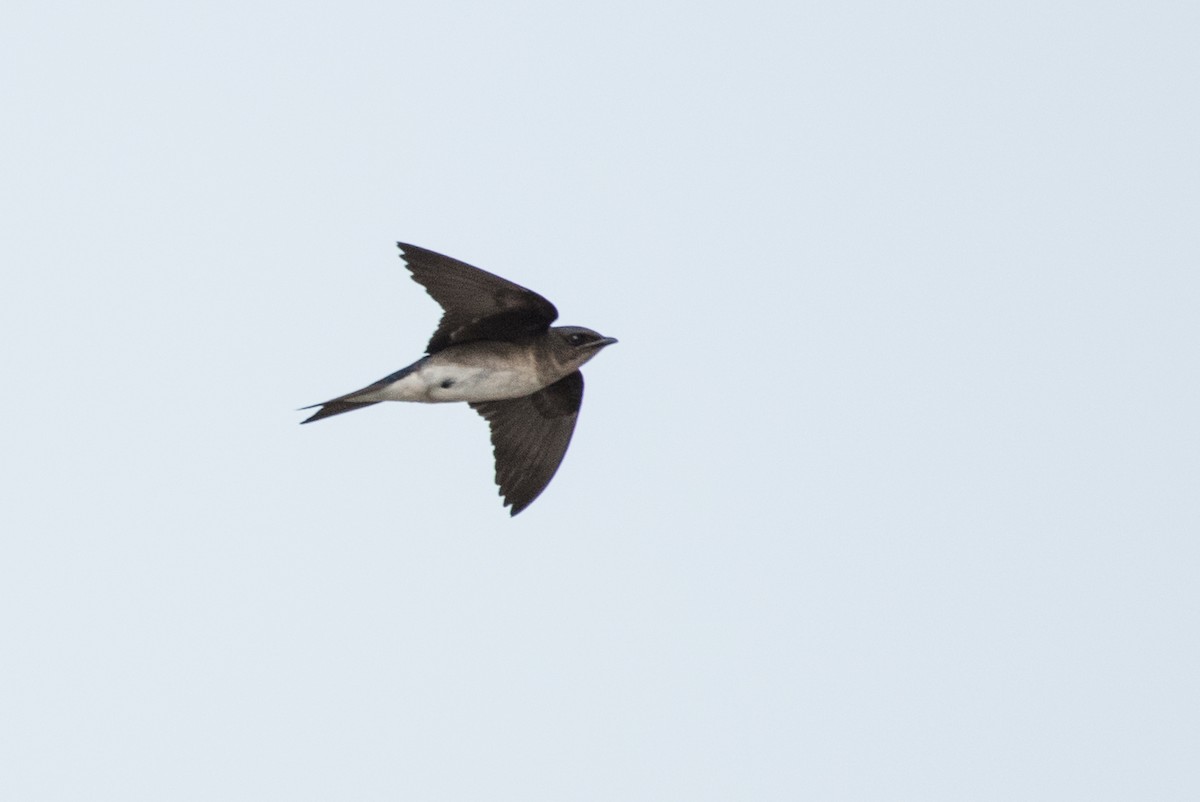 Golondrina Pechigrís - ML91412161