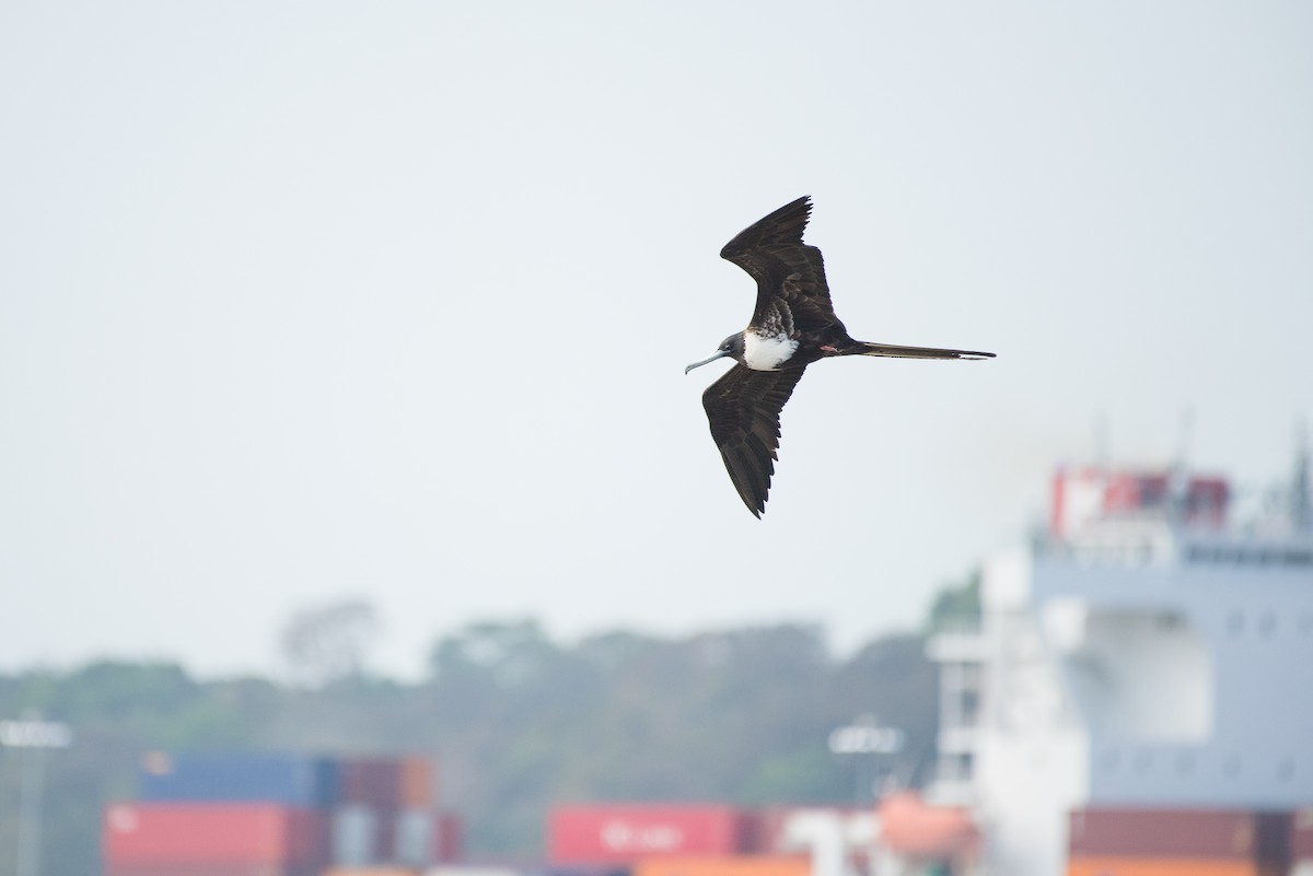 Magnificent Frigatebird - ML91412571