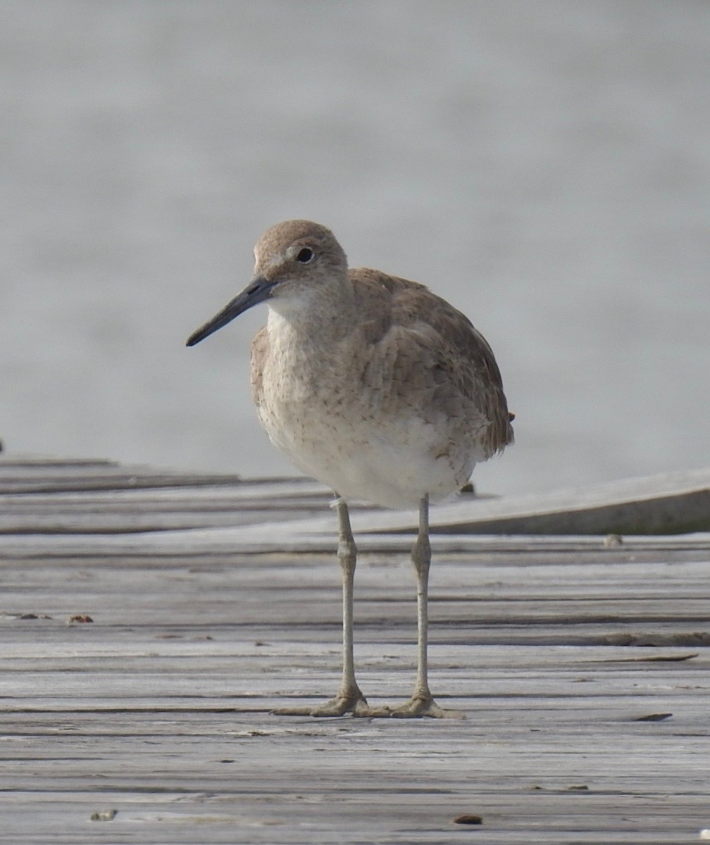 Willet - ML91412881