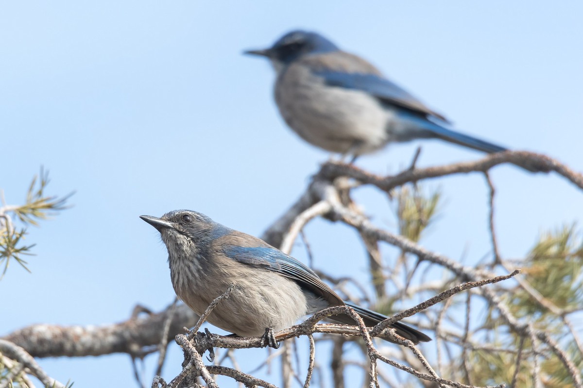 Woodhouse's Scrub-Jay - ML91416391