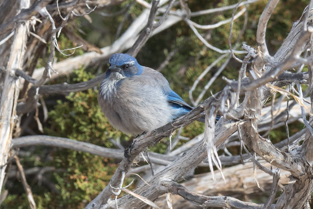 Woodhouse's Scrub-Jay - ML91416421