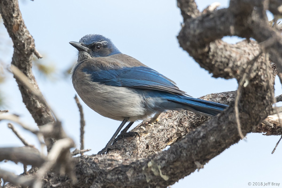 Woodhouse's Scrub-Jay - ML91416451