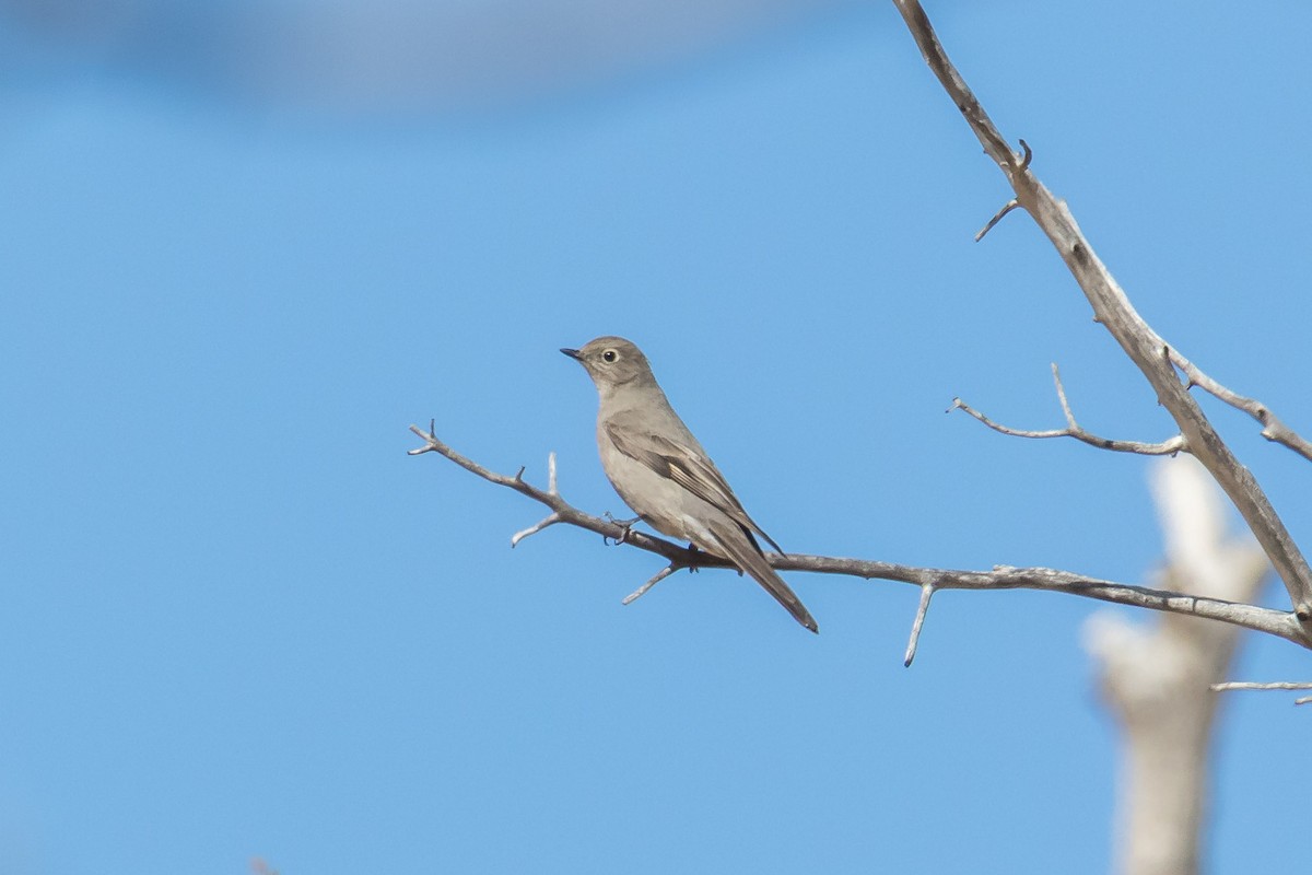 Solitario Norteño - ML91416521