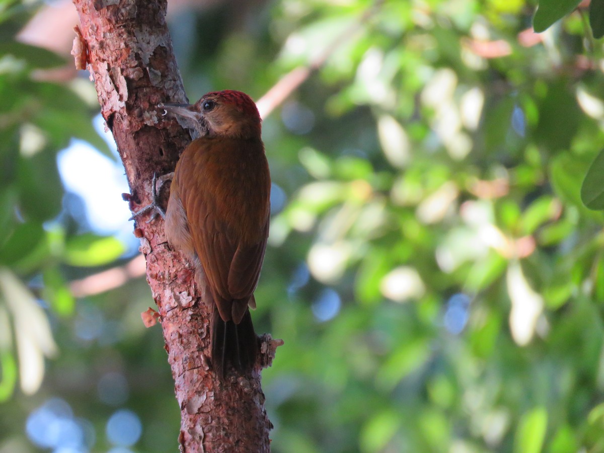 Smoky-brown Woodpecker - ML91416661