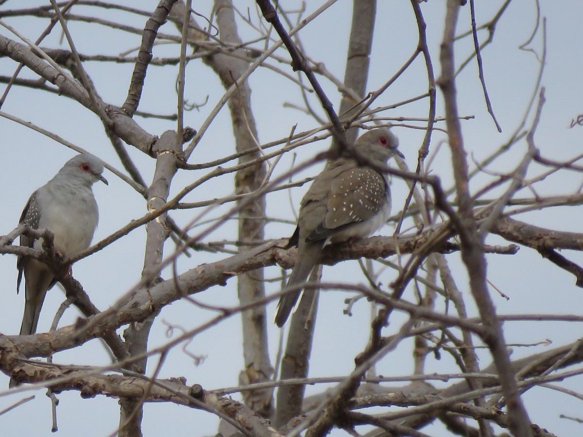Diamond Dove - ML91416731