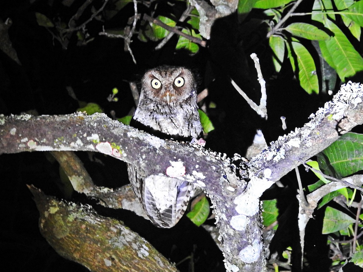 Middle American Screech-Owl (Middle American) - Romel Romero