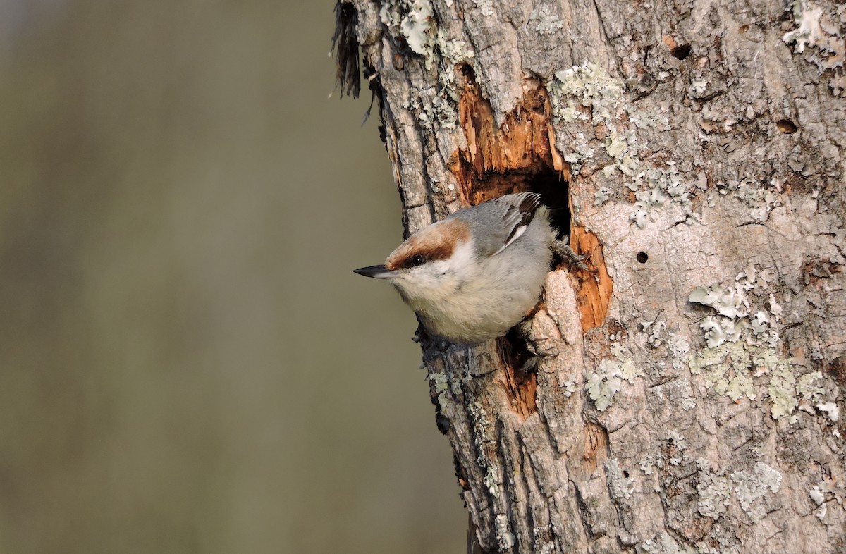 Brown-headed Nuthatch - Daniel Casey