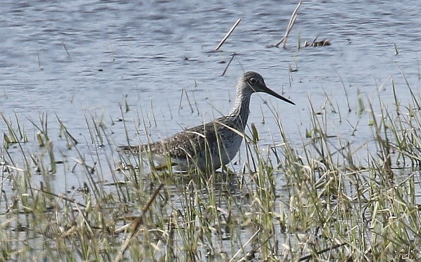 Greater Yellowlegs - Rick Brigham