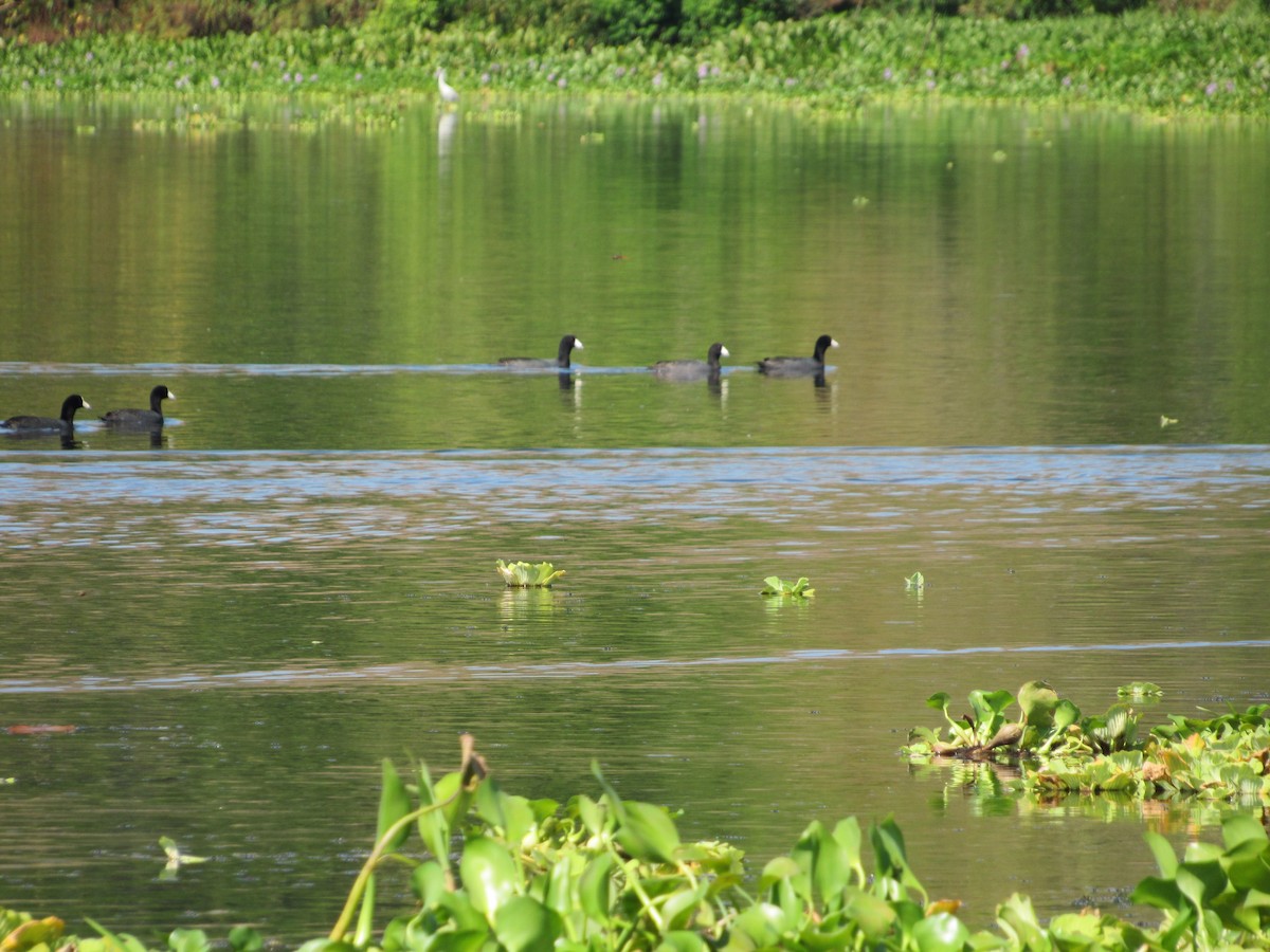 American Coot - Leticia Andino Biologist and Birding Tour Guide