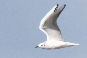 Bonaparte's Gull - ML91420801