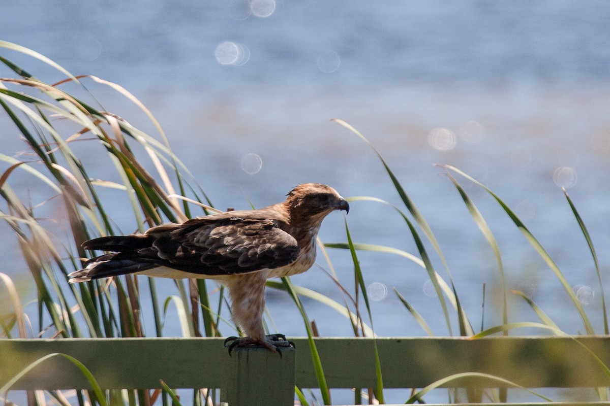 Little Eagle - ML91420831