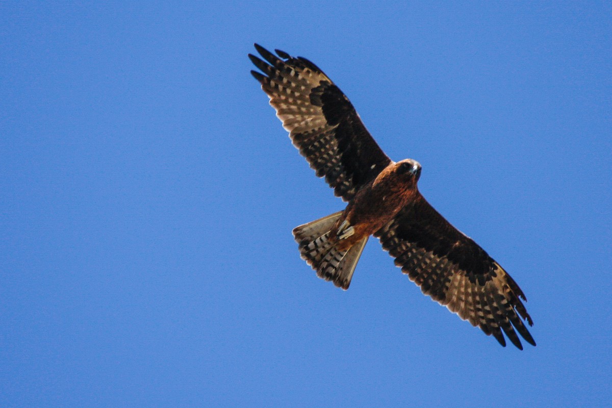 Little Eagle - ML91421361