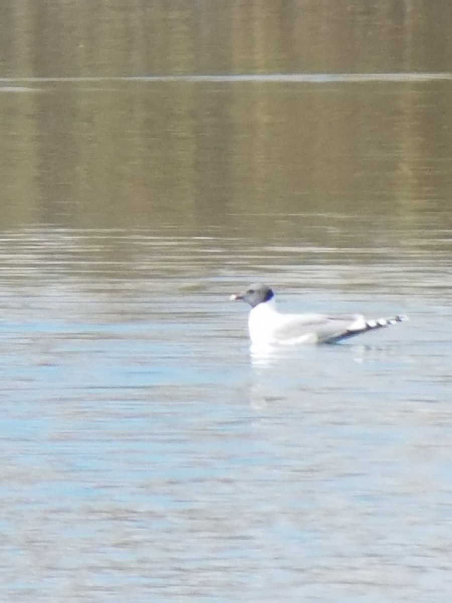 Sabine's Gull - ML91421501