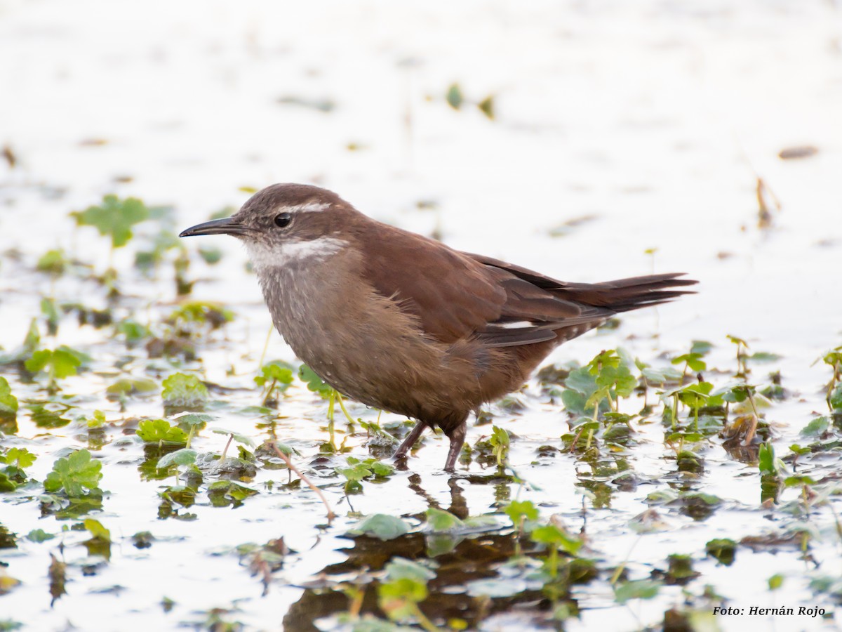 White-winged Cinclodes - Hernán Rojo