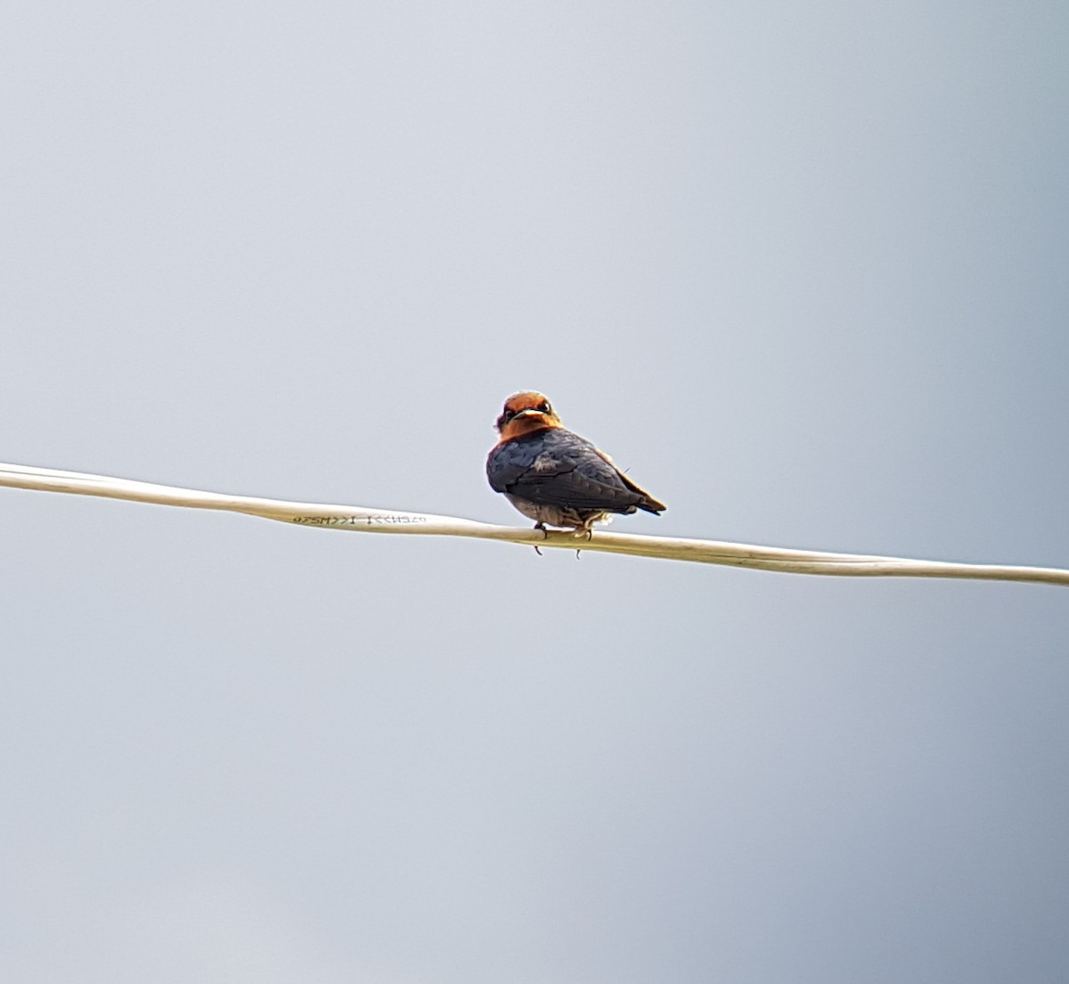 Pacific Swallow - ML91423241