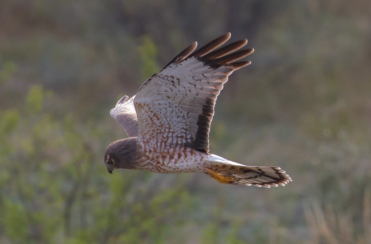 Northern Harrier - ML91424251