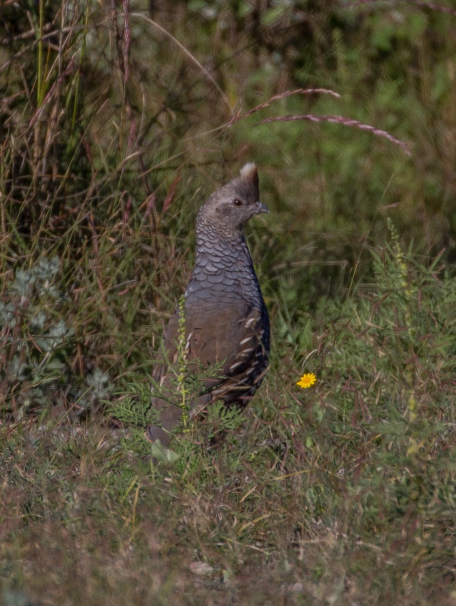 Scaled Quail - ML91424341