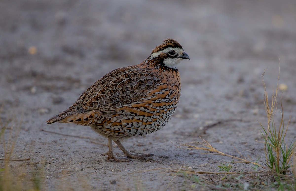 Northern Bobwhite - ML91424401