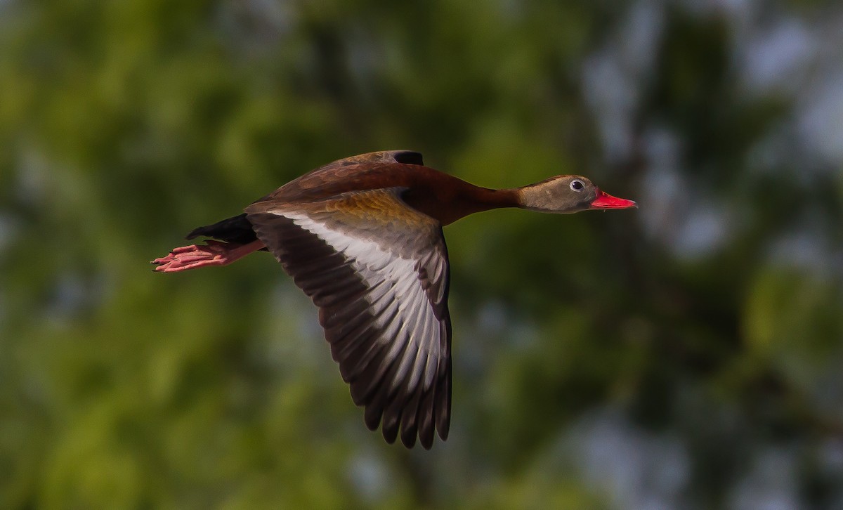 Dendrocygne à ventre noir - ML91424471