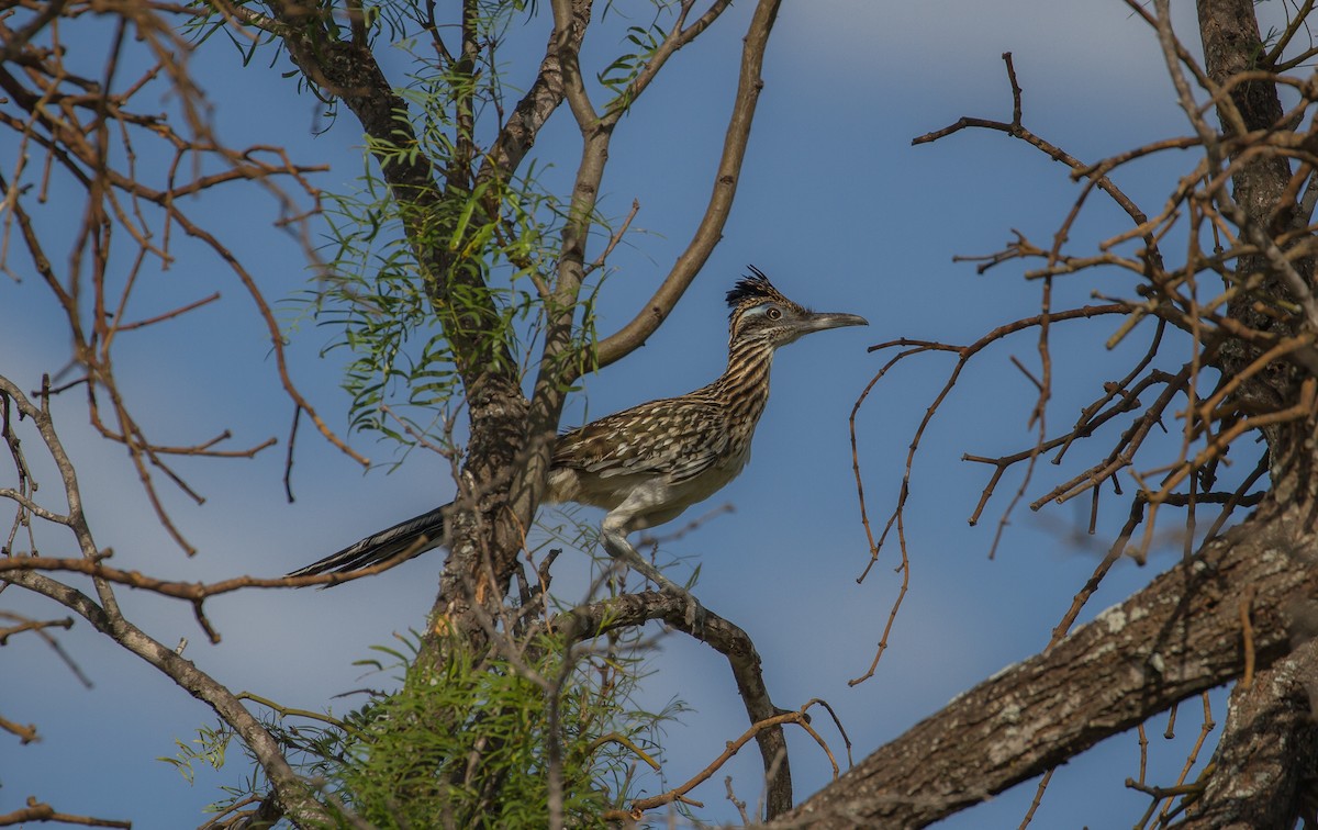 Greater Roadrunner - ML91424541