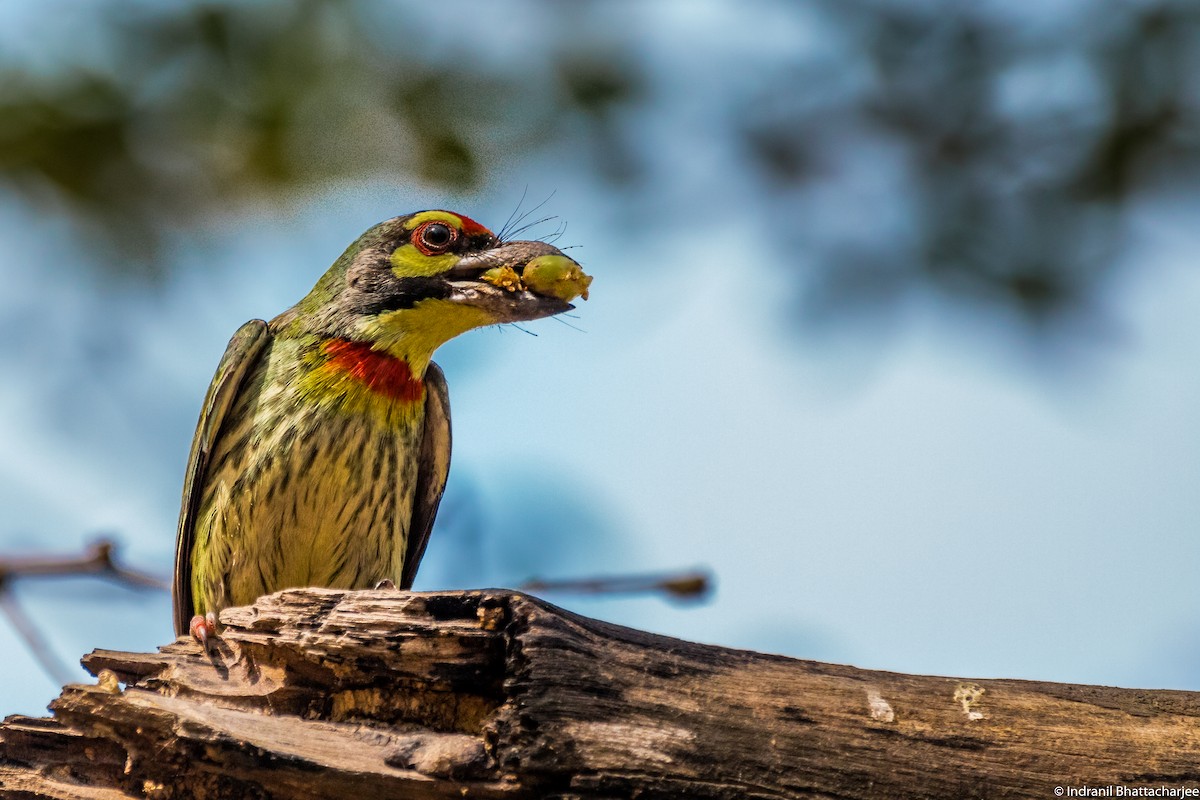 Coppersmith Barbet - ML91425111