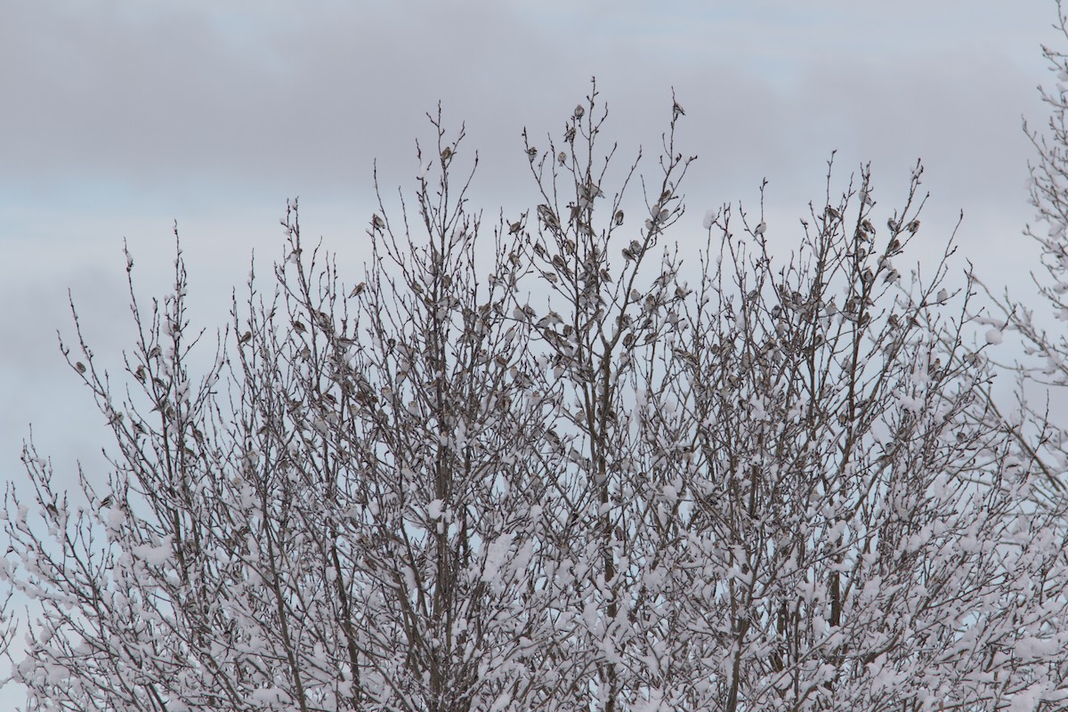 Snow Bunting - ML91426851