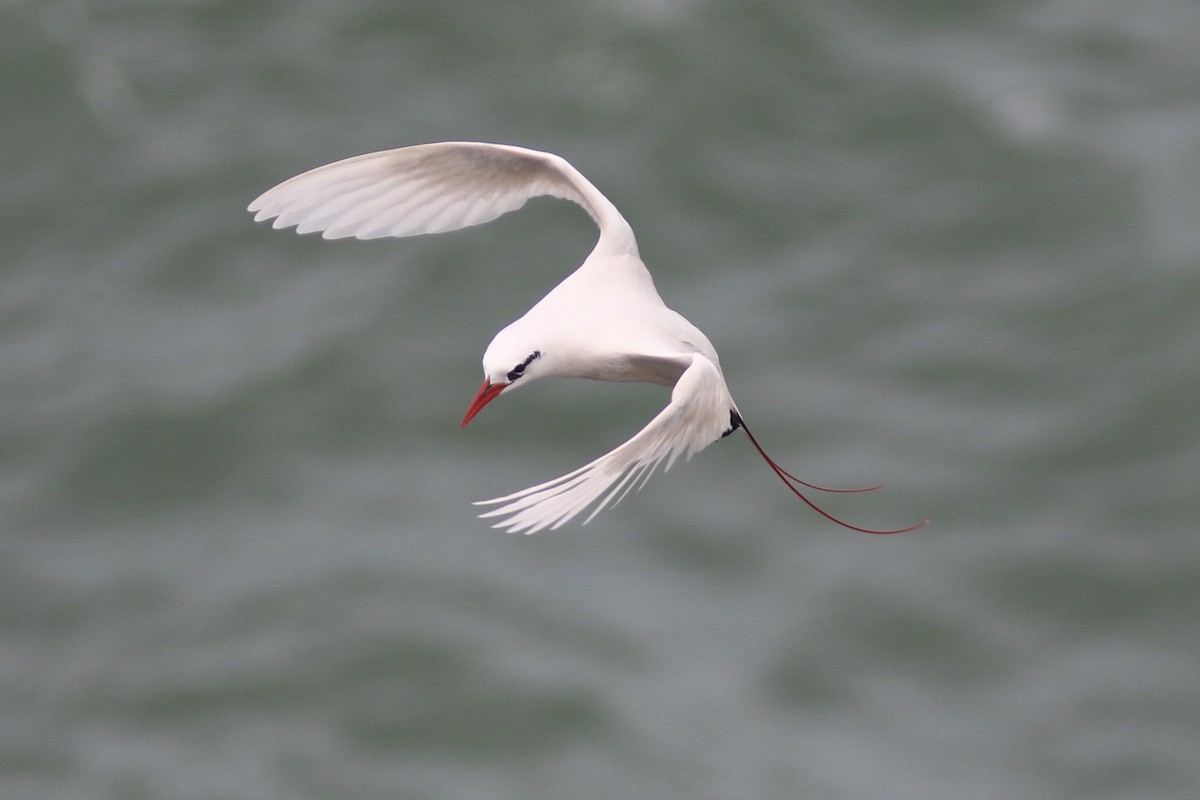 Red-tailed Tropicbird - Russ Morgan