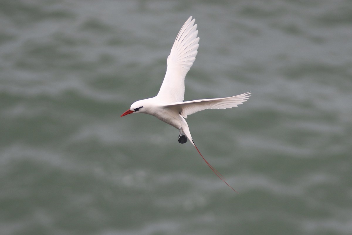 Red-tailed Tropicbird - Russ Morgan