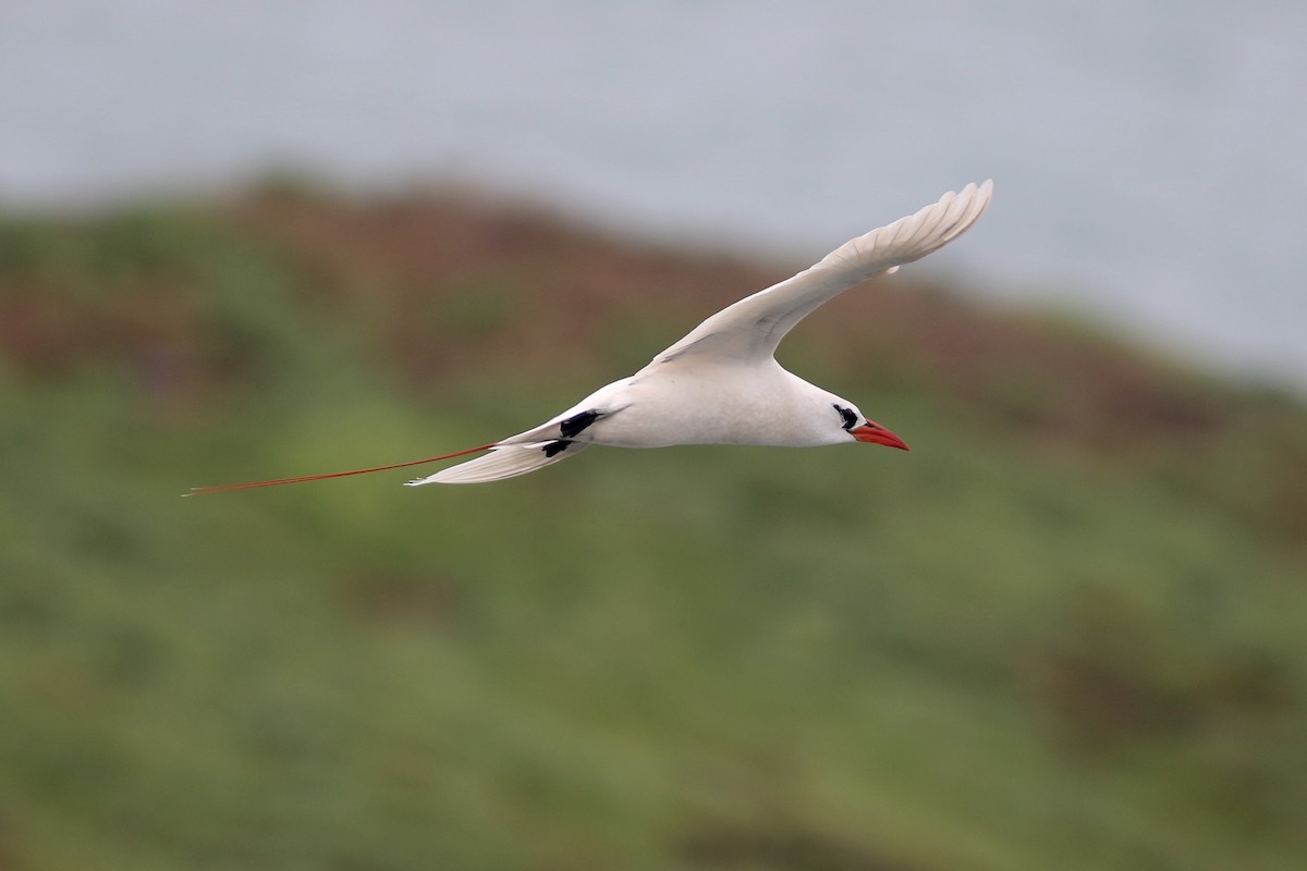 Red-tailed Tropicbird - Russ Morgan