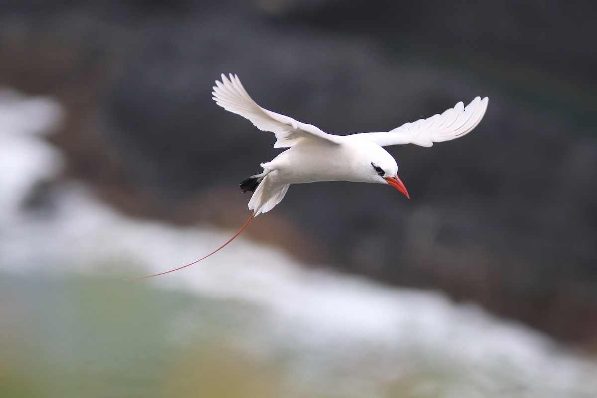 Red-tailed Tropicbird - ML91428141