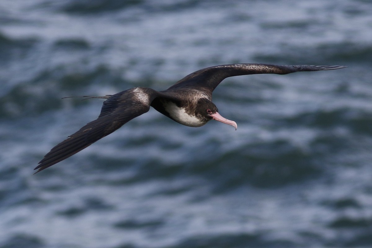 Great Frigatebird - ML91428161