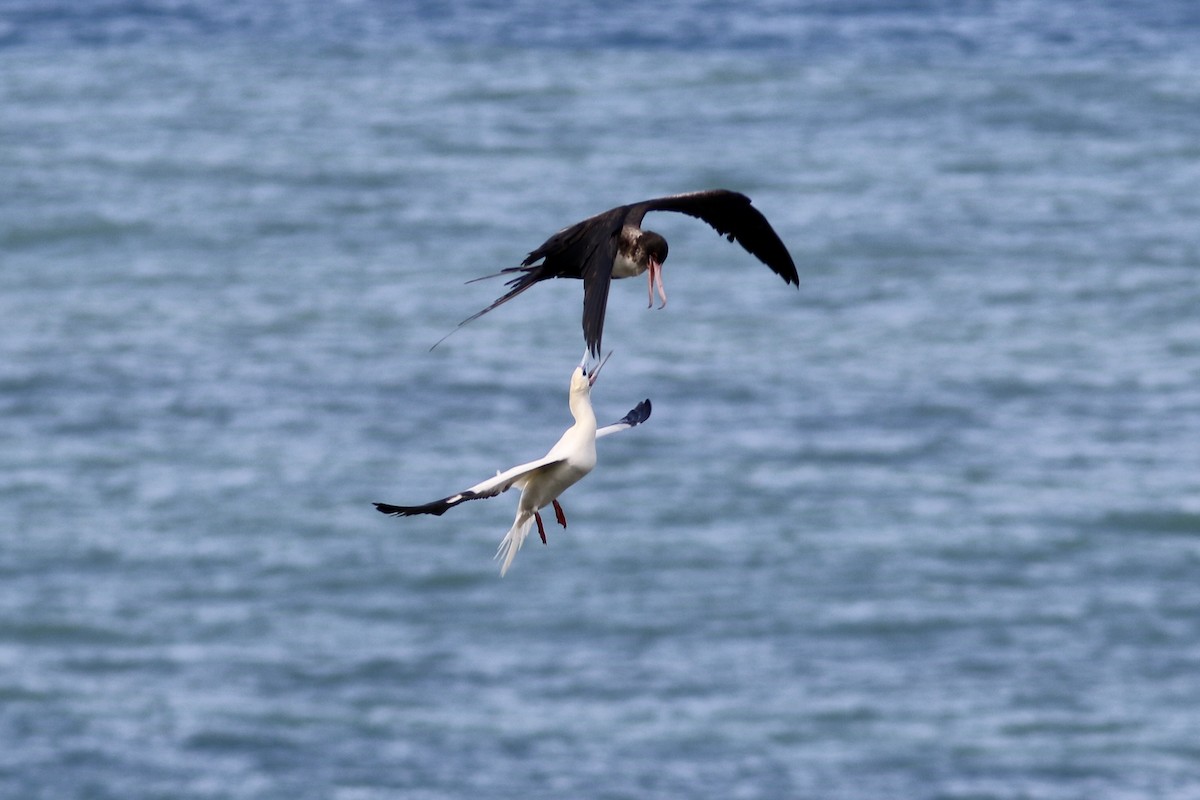 Great Frigatebird - ML91428171