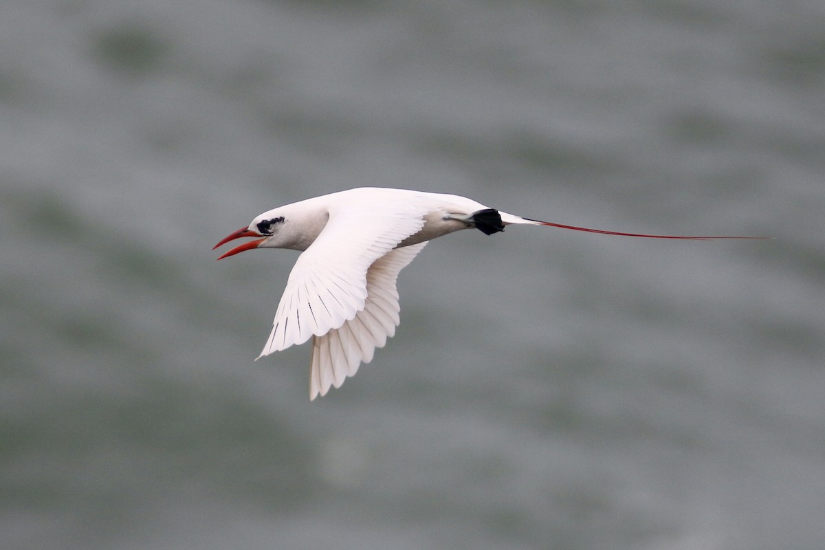 Red-tailed Tropicbird - Russ Morgan