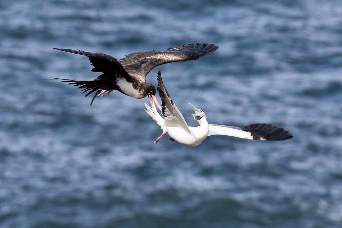Great Frigatebird - ML91428201