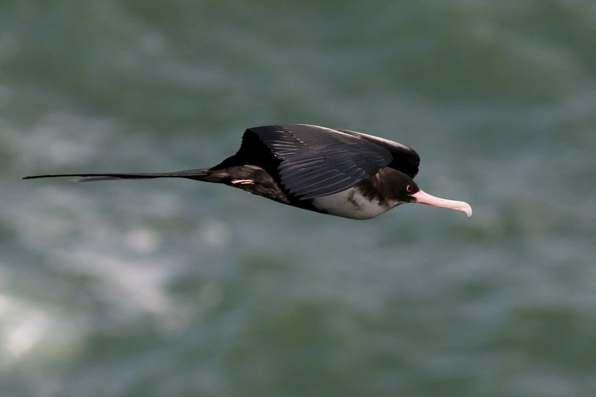 Great Frigatebird - ML91428231