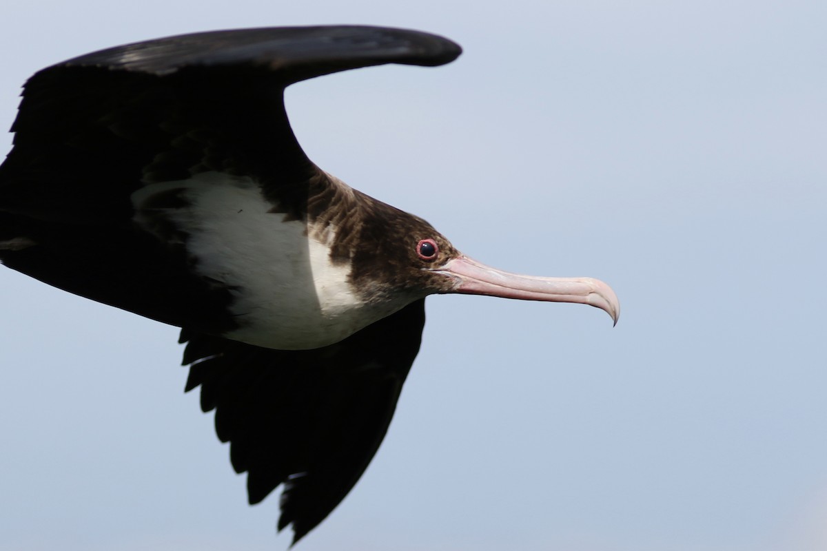 Great Frigatebird - ML91428241