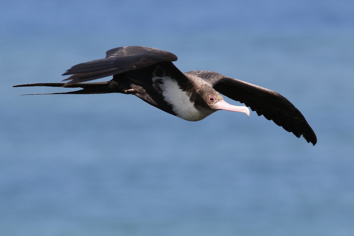 Great Frigatebird - ML91428261